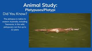 Animal Study PlatypusesPlatypi facts animalfacts [upl. by Massingill]