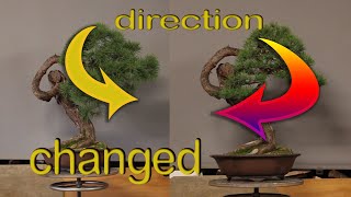 Restyling of Scots pine [upl. by Annahavas170]