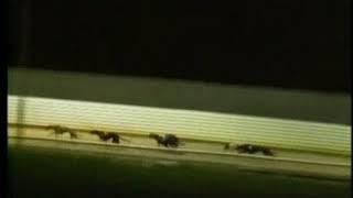 IGB  Greyhound Store A3A4 Guys amp Dolls Stake Round 2 Heat 3 18012019 Race 4  Clonmel [upl. by Colleen]