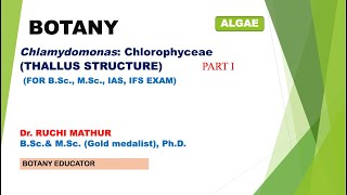 Chlamydomonas Thallus Structure BSc I year MSc Botany [upl. by Sirromed767]