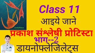 dinoflagellates class 11  डायनोफ्लेजिलेट्स vidio 61 [upl. by Candra]