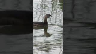 PiedBilled Grebe Swimming shorts birding relaxingvideo [upl. by Shawn]