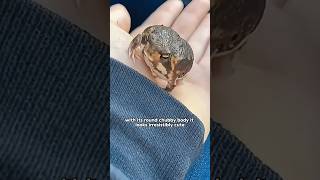 I’ve never seen a frog quite like this—it can’t jump or swim shorts shortvideo funny cute pet [upl. by Htenywg516]