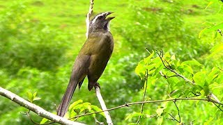 Trinca Ferro Cantando na Natureza  Uma das Aves Mais Cobiçadas do Brasil ✔ [upl. by Orual]