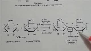 Sucrose Maltose cellobiose and Lactose LN  Biomolecules CLASS XII IIT JEE CHEMISTRY [upl. by Iuqcaj]