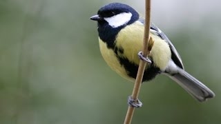 CHANT DE LA MÉSANGE CHARBONNIÈRE AU PRINTEMPS  2017 [upl. by Yevre885]