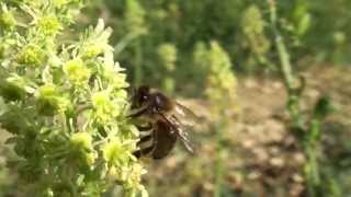 Abeilles butinant des fleurs de Réséda Reseda lutea [upl. by Llertak]