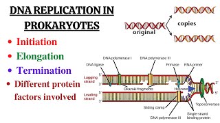 DNA replication in Prokaryotes Initiation Elongation Termination and summary [upl. by Eelanna]