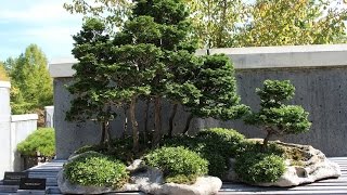 Dwarf Hinoki Cypress [upl. by Nimzaj]