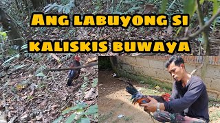 UNANG SUBOK NG LABUYO NA SI KALISKIS BUWAYA [upl. by Areht]