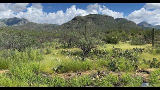 Watch now Tucsons monsoon season brings Sabino Canyon to life [upl. by Otrevire]