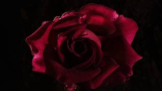 Red pink and yellow Roses opening time lapse 4K [upl. by Caras]