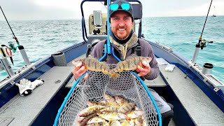 Giant Spring PERCH3 man LIMIT in 2hrs [upl. by Pownall]