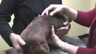 Paralyzed Dachshund Cure [upl. by Etienne]