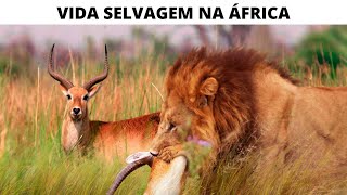 Vida Selvagem Na África  Documentário Dublado [upl. by Ramalahs]