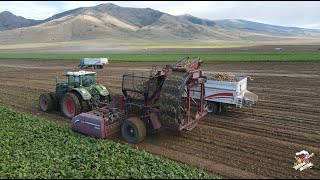 Idaho Sugar Beet Harvest 2023 near Declo [upl. by Sension]