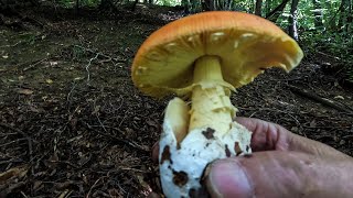 Il posto dalle uova doro amanita caesarea e porcini video 4 K [upl. by Menell]