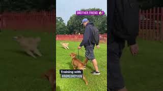 Training aggression towards other dogs ❘ Behaviour Modification Program [upl. by Missy527]