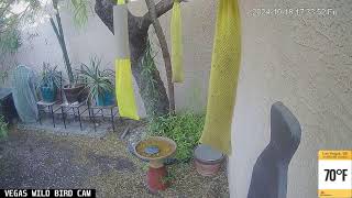 Vegas Wild Bird Cam Live Stream  09182024 [upl. by Enohpesrep]