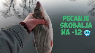 Zimsko pecanje skobalja na feeder 12°C [upl. by Agneta142]