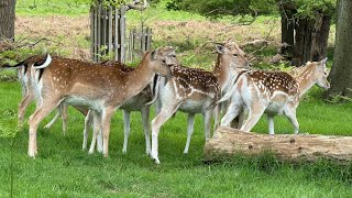 Richmond Park [upl. by Mochun]