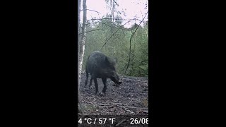 Wild Boar Passing By Trail Camera  Forest Of Dean [upl. by Aiekan]