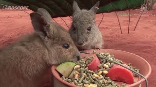 Hear more about feral cat eradication on Dirk Hartog Island [upl. by Akehsay462]