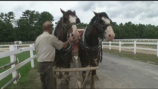 Hallemore Clydesdales at the Big Es FarmARama Exhibit [upl. by Mcadams]