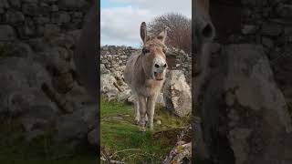 Harriet the Singing Donkey Serenades Passerby [upl. by Boycie]