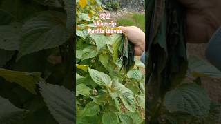 Have you tried perilla leaves wrapped Perfect for grilled meat 😋 shortvideo korea gardentotable [upl. by Morrissey]