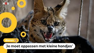 Servals ontsnapt in Helmond en Lexmond huisdieren moeten binnenblijven [upl. by Pirri]