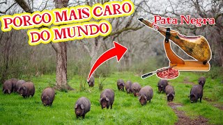 CONHEÇA O PORCO PATA NEGRA E O PRESUNTO MAIS CARO E FAMOSO DO MUNDO  Mini Sítio [upl. by Earley]