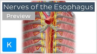 Nerves of the esophagus preview  Human Anatomy  Kenhub [upl. by Ariahay797]