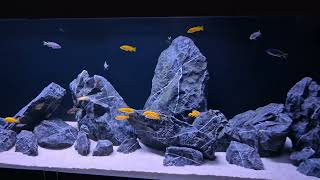 Acquario Malawi full mbuna 240x60x60 121124 [upl. by Aihseken]