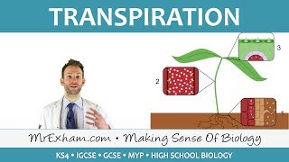 Transport in plants  Transpiration  GCSE Biology 91 [upl. by Colline]