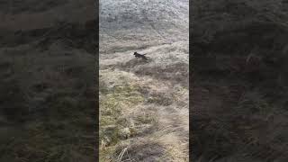 Nice Blind Retrieve from Tesla our Labrador Retriever bitch Gundog Training dog dogtraining lab [upl. by Prosper]