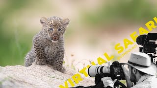 3 Hours of Leopard Cub Joy Packed into 14 Minutes for Christmas Virtual Safari 198 [upl. by Anelas820]