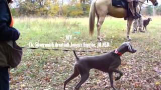 2011 Chattahoochee Weim Club Walking Field TrialHunt Test [upl. by Dajma39]