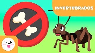 Animales invertebrados para niños  Introducción [upl. by Lemieux178]