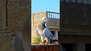 Top 4 pigeon❤️🕊 racer pigeons 🕊️ kabutar ki video 🕊shorts viralshorts2024 [upl. by Aigil]