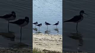 A Stilt hopping on a foot and displaying its skills It is not limping [upl. by Ronile12]