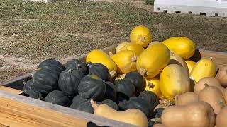 Farm Stand rockcreekfarm fallfun farmstand colorado dog dogs halloween kidzone pettingzoo [upl. by Eerrehc317]