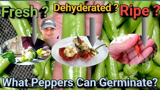 How to Extract and Germinate Pepper Seeds [upl. by Rosana980]