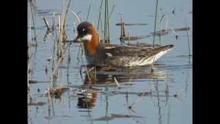 Red necked Phalarope [upl. by Kotick]