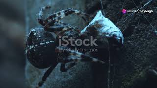 Shelob vs Aragog  Who Will Win [upl. by Harras]