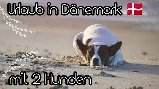 Dänemarkurlaub mit 2 Hunden  Herbst 2023 [upl. by Aire]