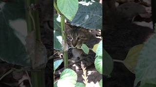 Pet care  Stray Cat  Indian Cat catfamily catlove [upl. by Nerret]