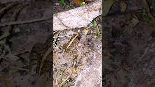 Little Frog Eating Food 🥰🐸🐸😲 animals frog eating food funnyanimals [upl. by Carmela]