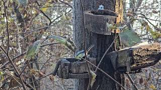 20241125 LJUBLJANA Grajska planota PASSERIFORMES Parus major VELIKA SINICA [upl. by Cerveny]