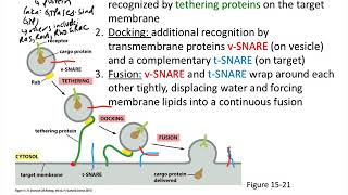 Protein transport—vesicle tethering docking fusion [upl. by Lisan387]